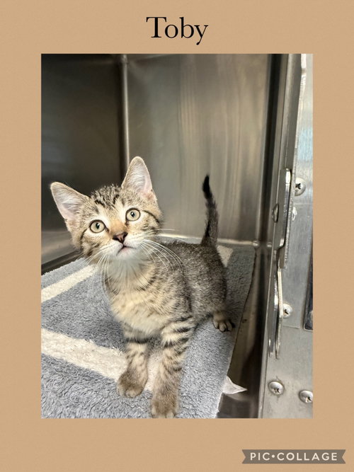 Toby, an adoptable Domestic Short Hair in Kewanee, IL