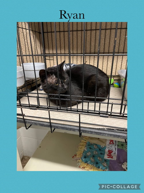 Ryan, an adoptable Domestic Short Hair in Kewanee, IL