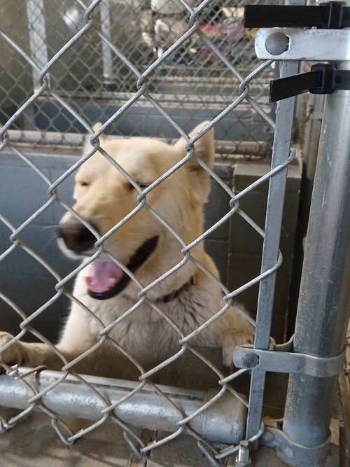 Skye, an adoptable Husky in Kewanee, IL