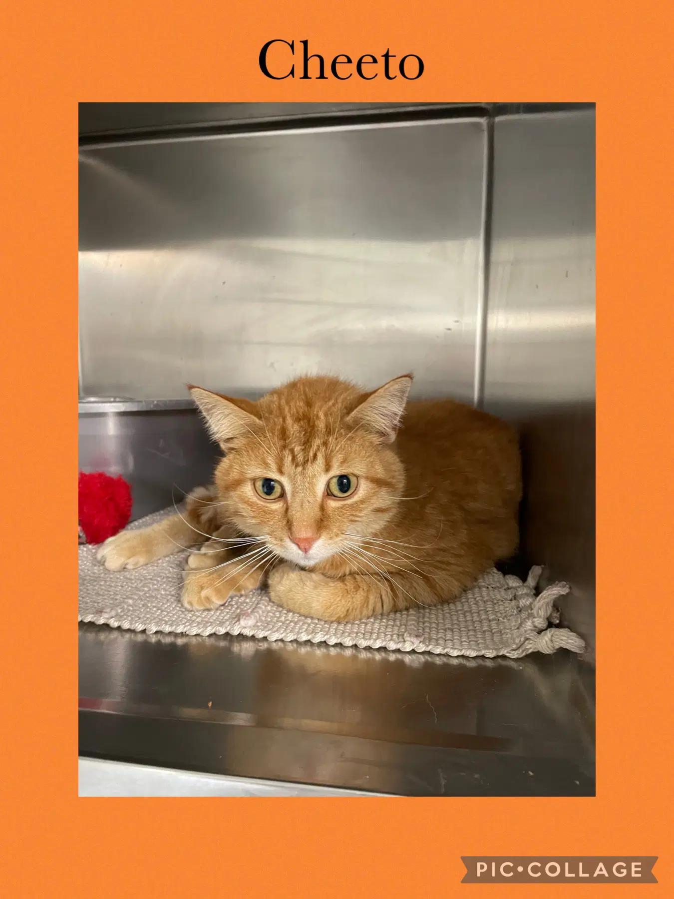 Cheeto - Domestic Short Hair