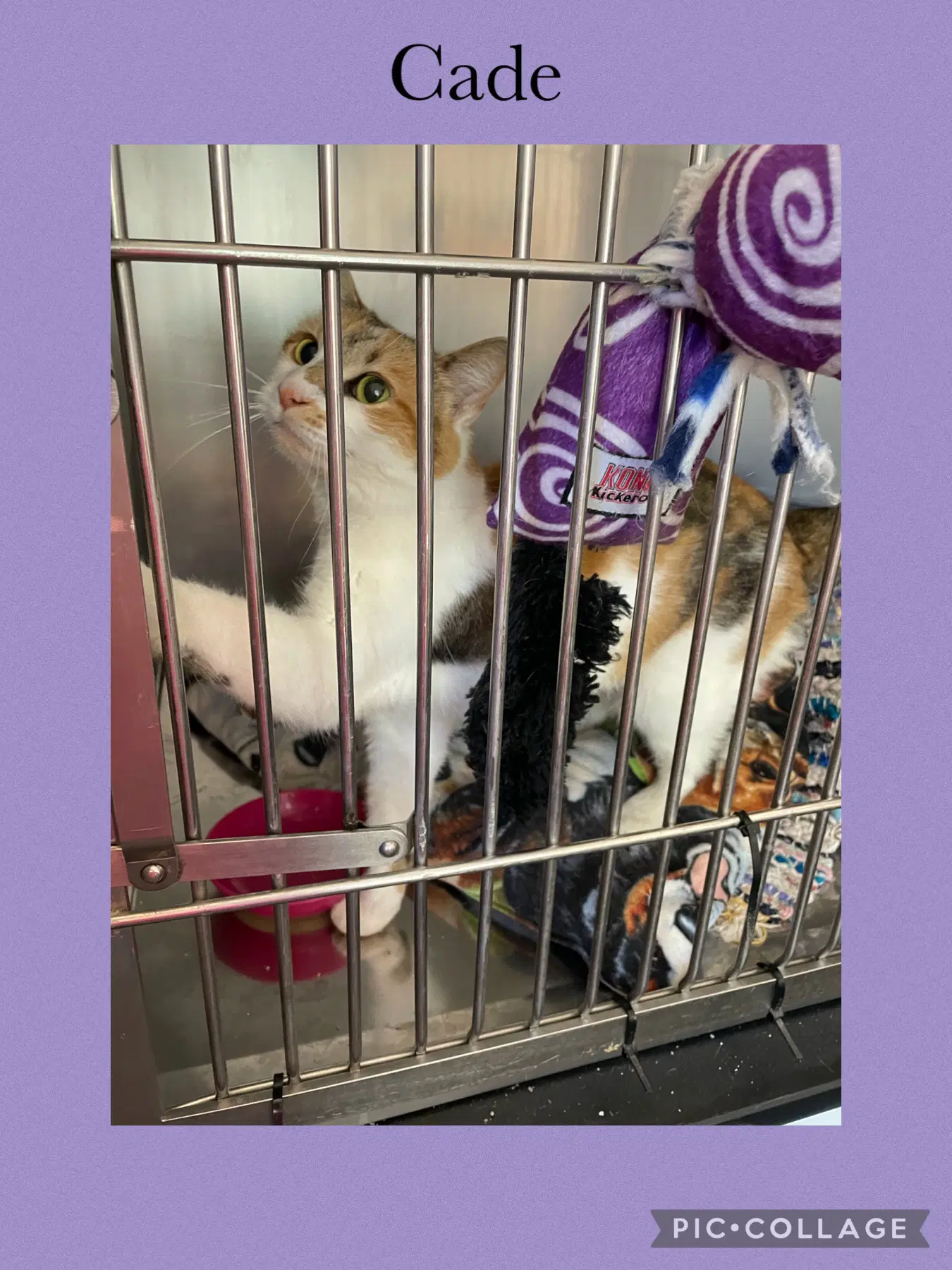 Cade - Domestic Short Hair