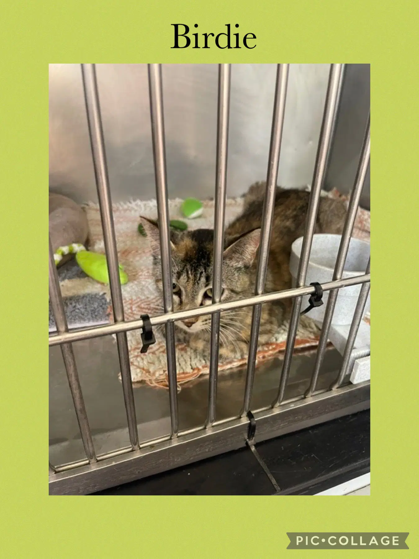 Golf- Momma Birdie - Domestic Medium Hair