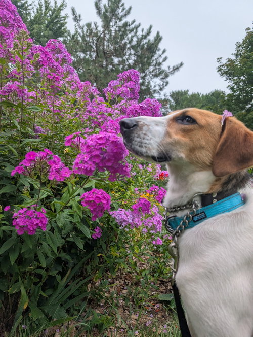 picture of the dog needing adoption
