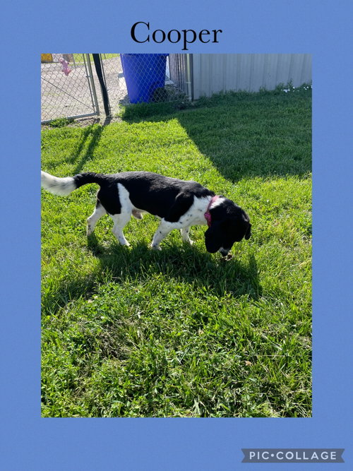 Cooper