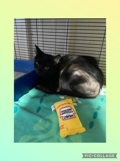Pandora, Domestic Short Hair / Mixed, cat for adoption in Kewanee, Illinois