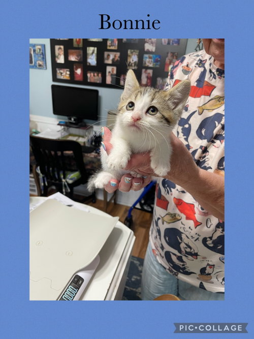 Charlene Kitten Four- Bonnie