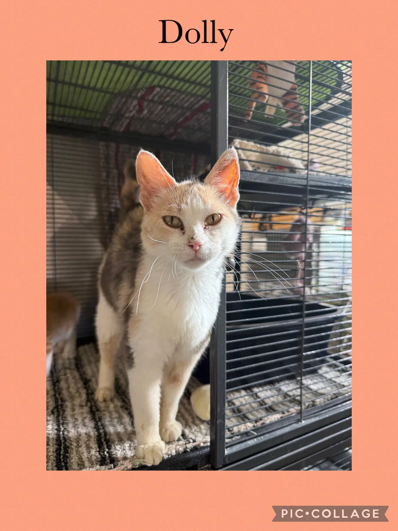Dolly - Domestic Short Hair