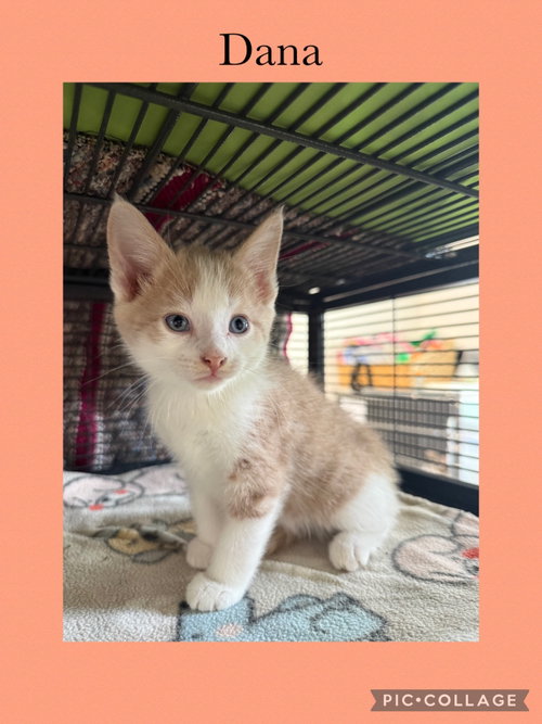 Dolly kitten- Dana, Domestic Short Hair / Mixed, cat for adoption in Kewanee, Illinois