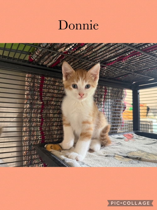 Dolly kitten- Donnie, Domestic Short Hair / Mixed, cat for adoption in Kewanee, Illinois