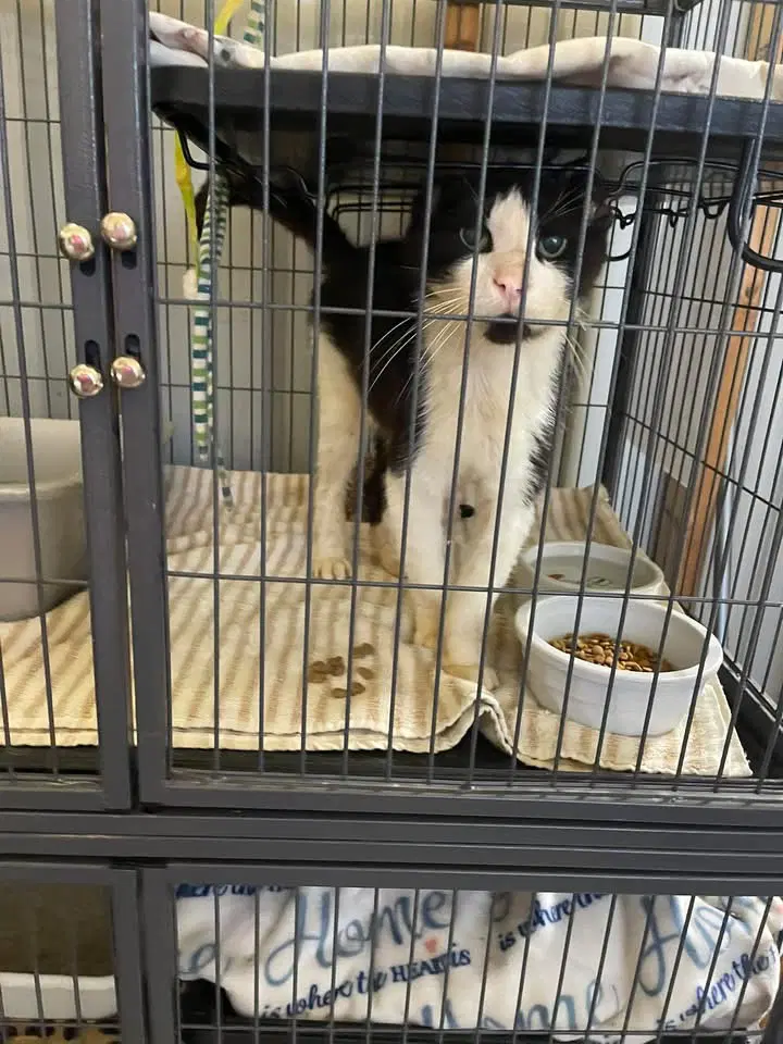 Susan - Domestic Short Hair