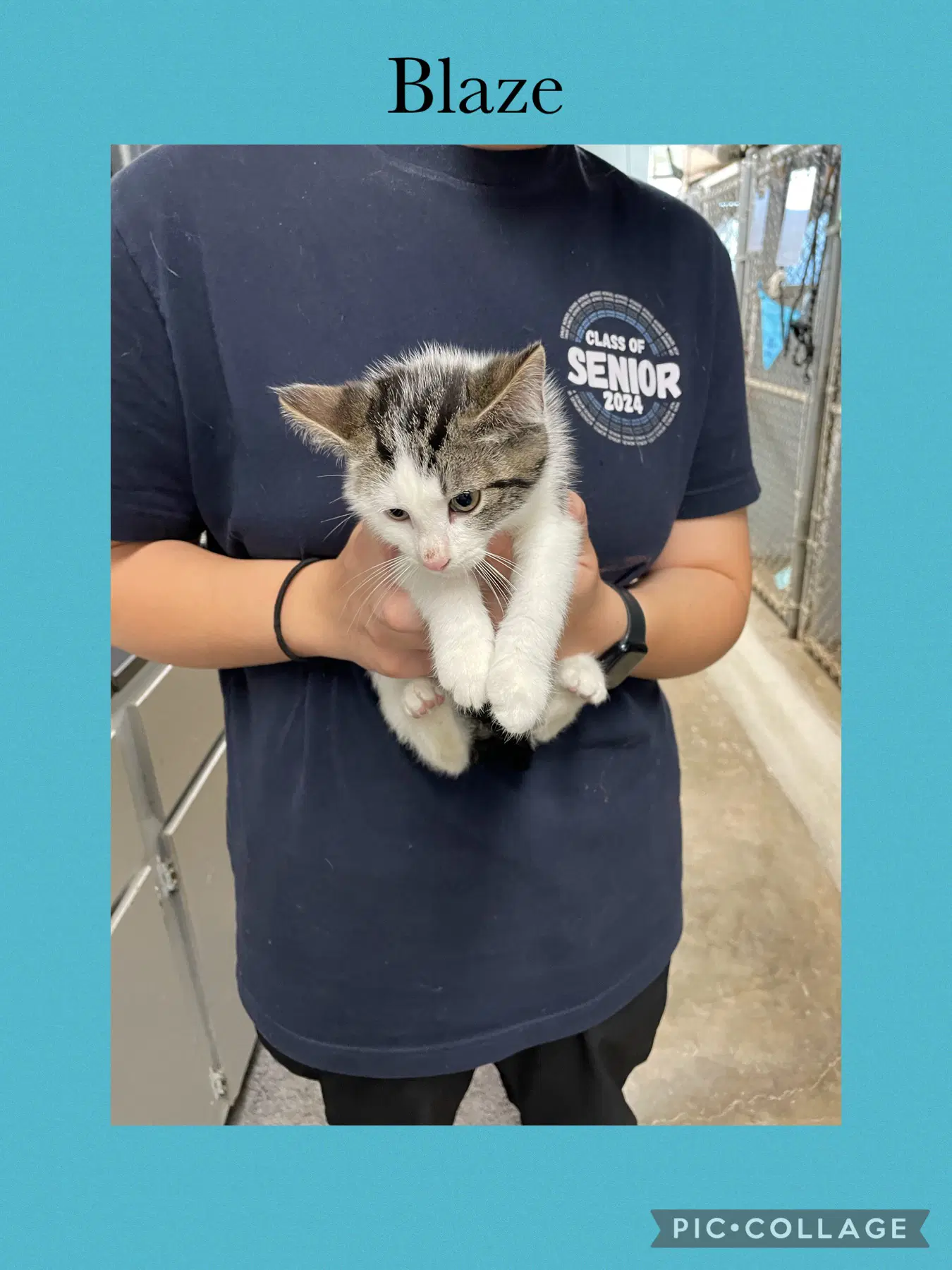 B Kitten- Blaze - Domestic Short Hair