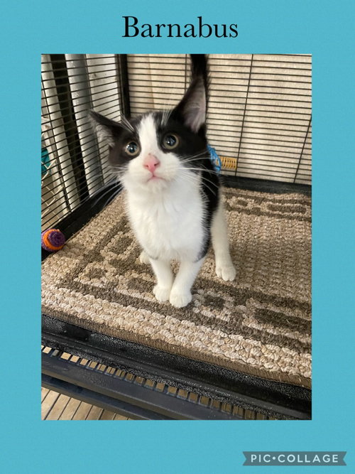 B kitten- Barnabus