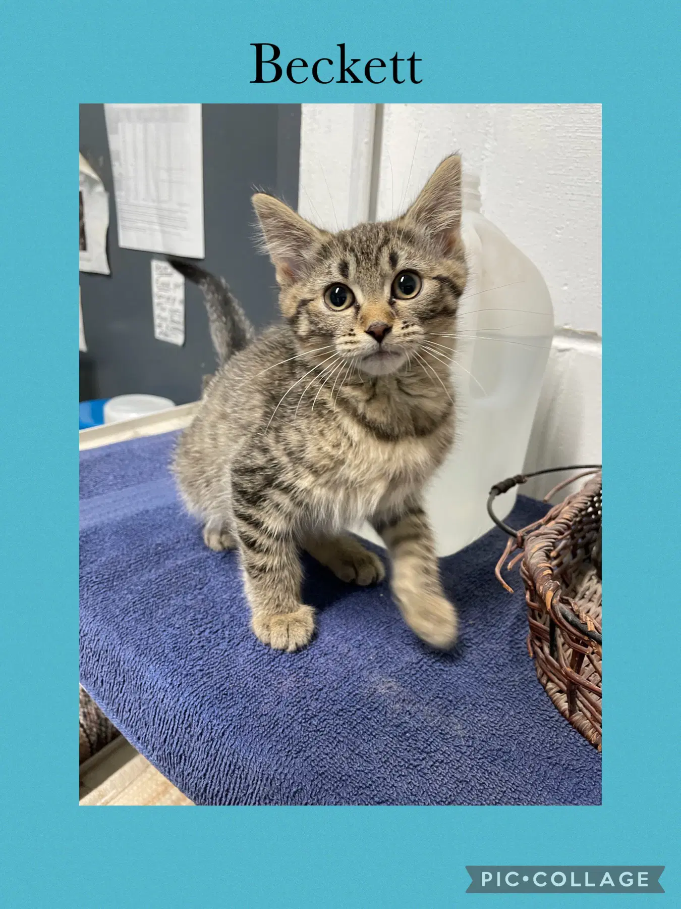 B Kitten- Beckett - Domestic Short Hair