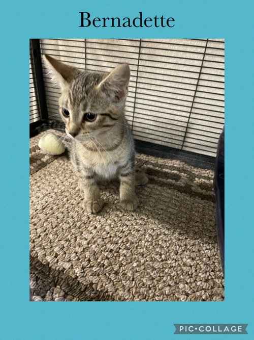 B kitten- Bernadette