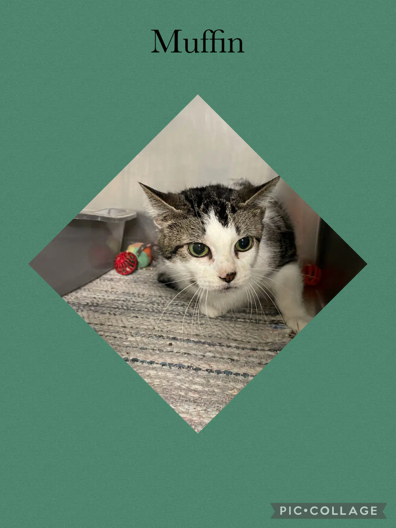 Muffin - Domestic Short Hair