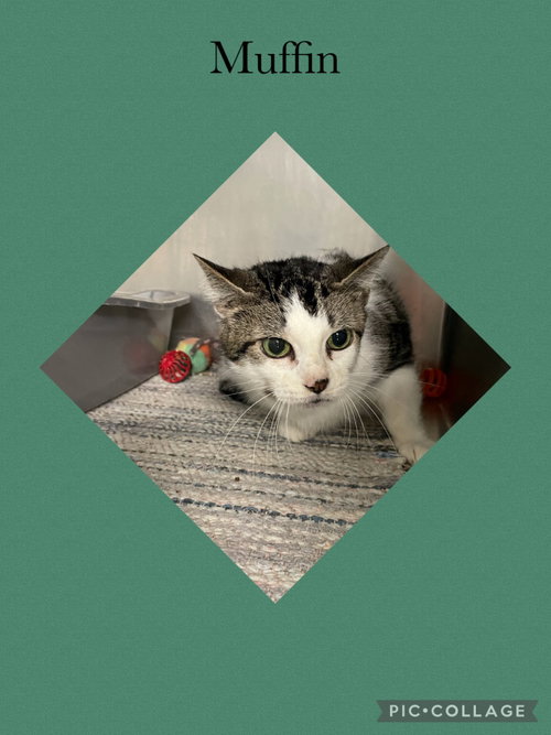 Muffin, Domestic Short Hair / Mixed, cat for adoption in Kewanee, Illinois