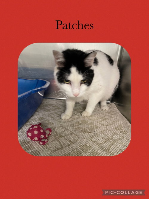 Patch, Domestic Short Hair / Mixed, cat for adoption in Kewanee, Illinois