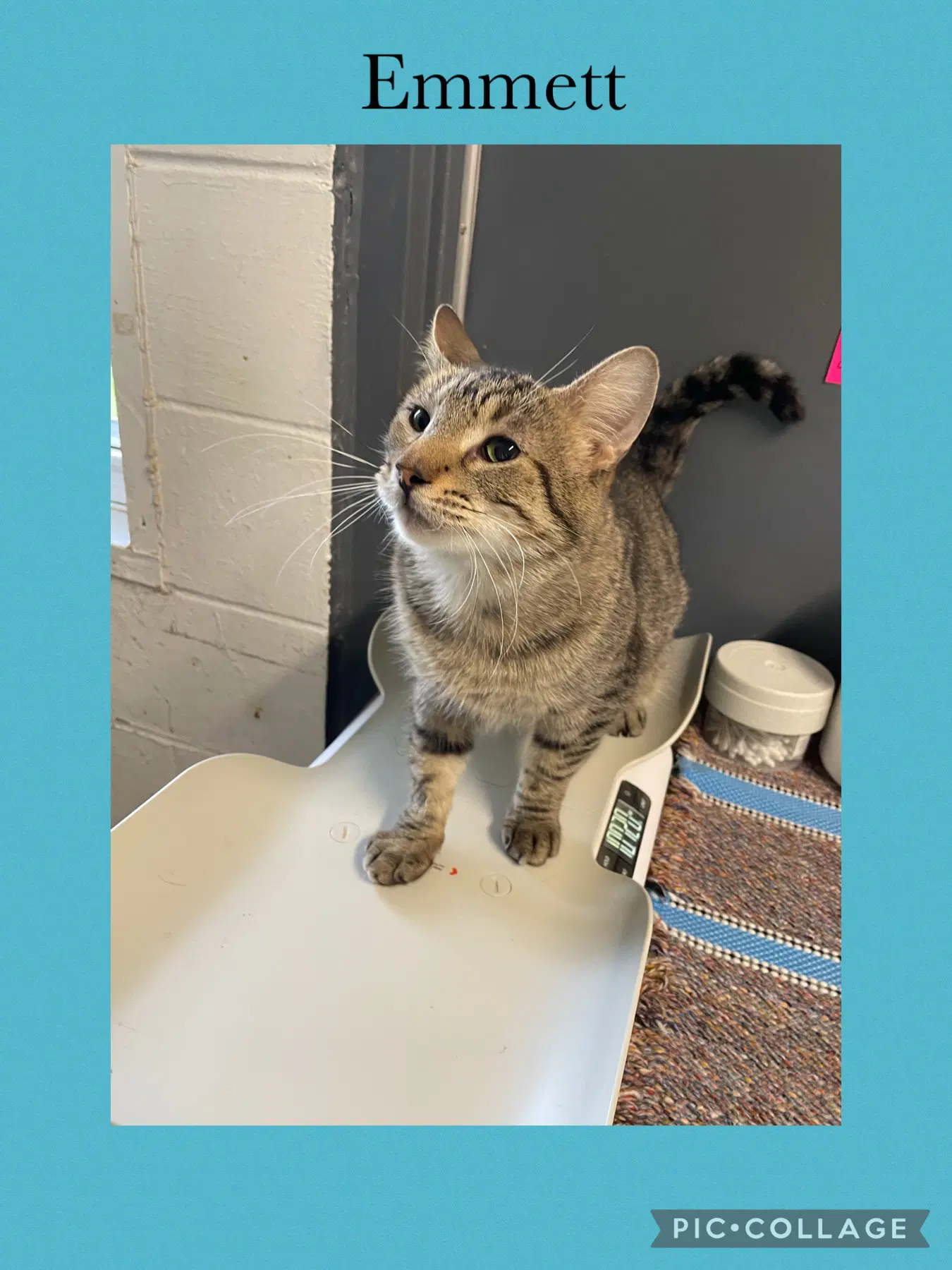 Emmett - Domestic Short Hair