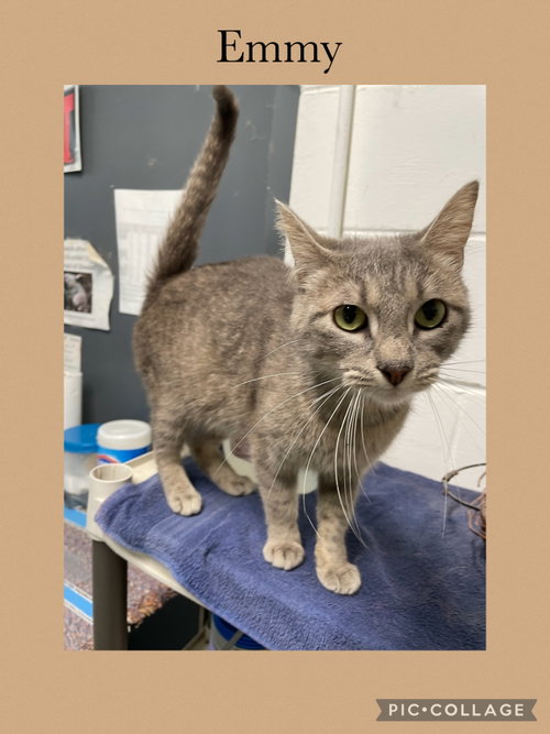 Emmy, an adoptable Domestic Short Hair in Kewanee, IL