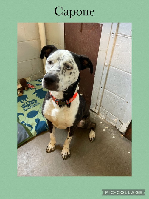 Capone