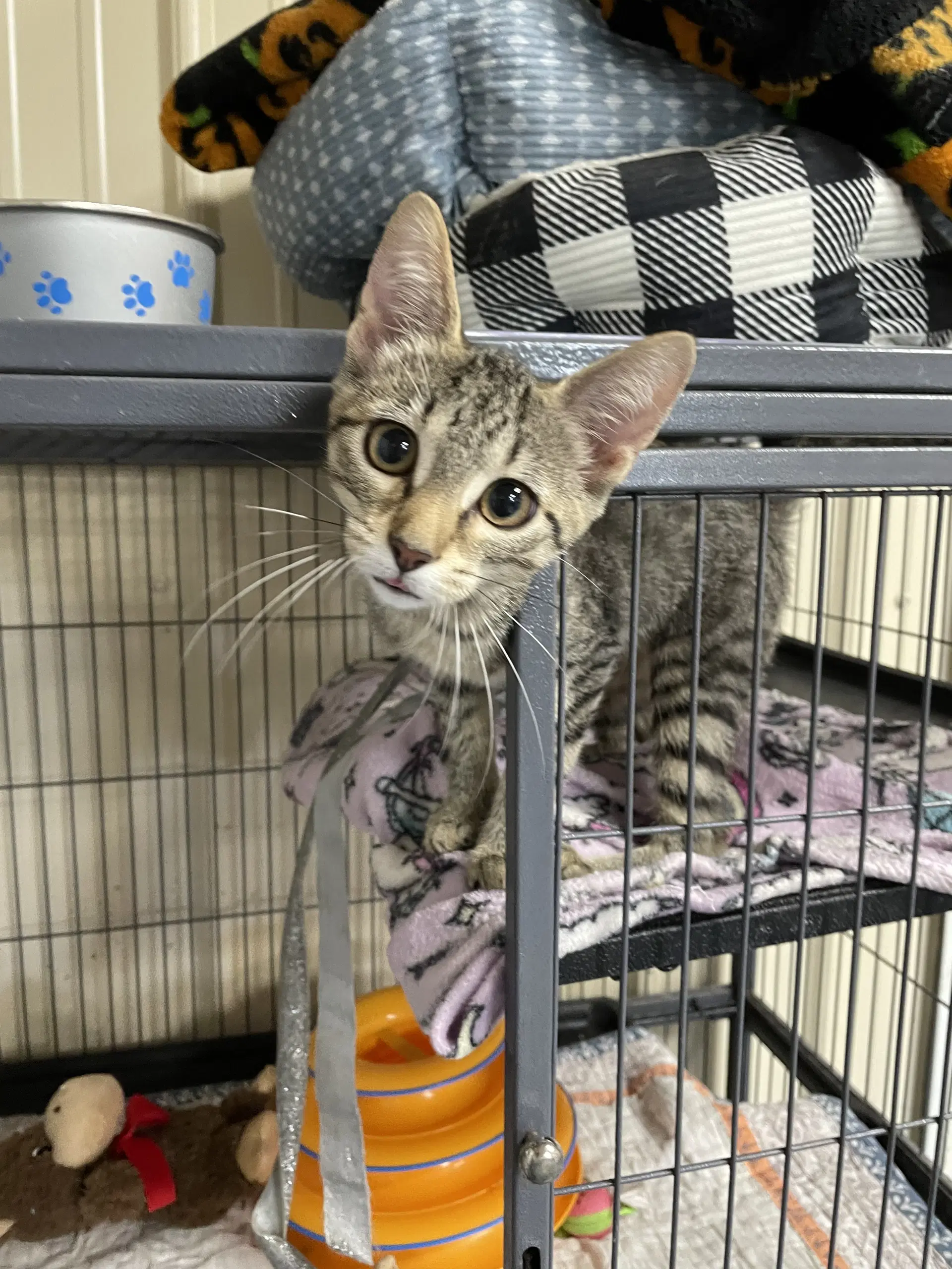 Chatterbox - Domestic Short Hair