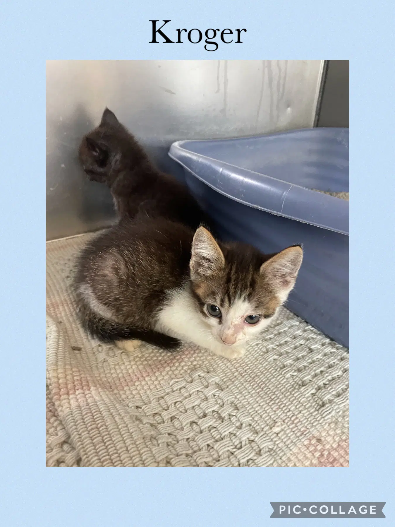 Grocery Kitten- Kroger - Domestic Short Hair