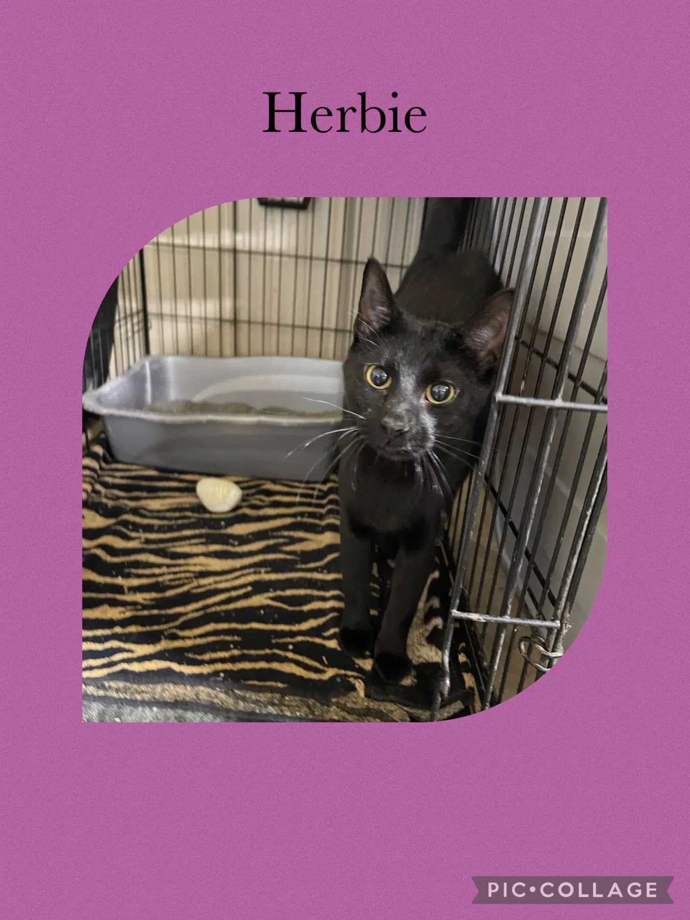 Herbie Was Shadow - Domestic Short Hair