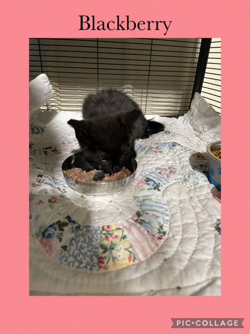 Bacon, a cat for adoption from Henry County Humane Society - Kewanee Chapter
