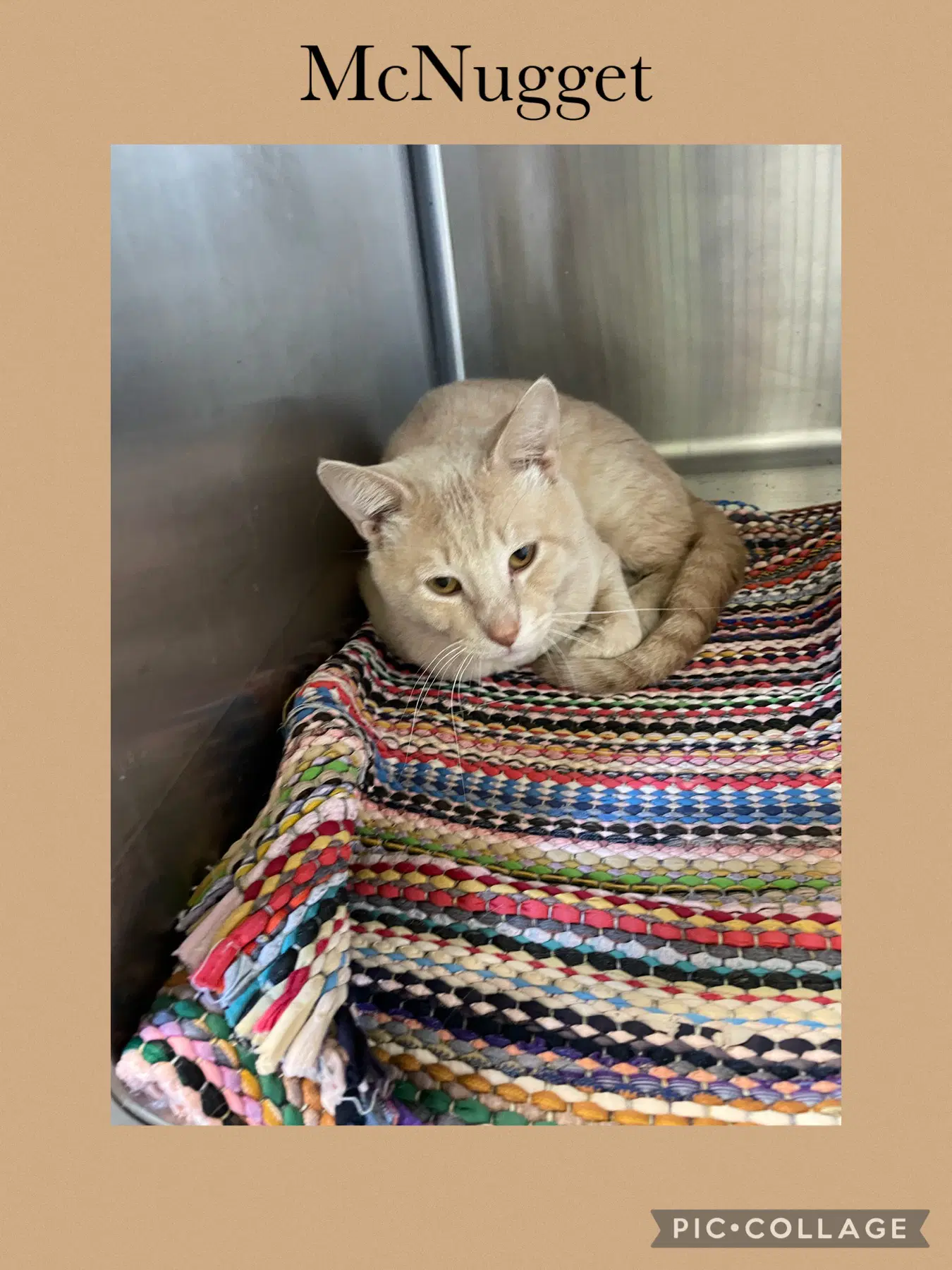 Mcnugget - Domestic Short Hair