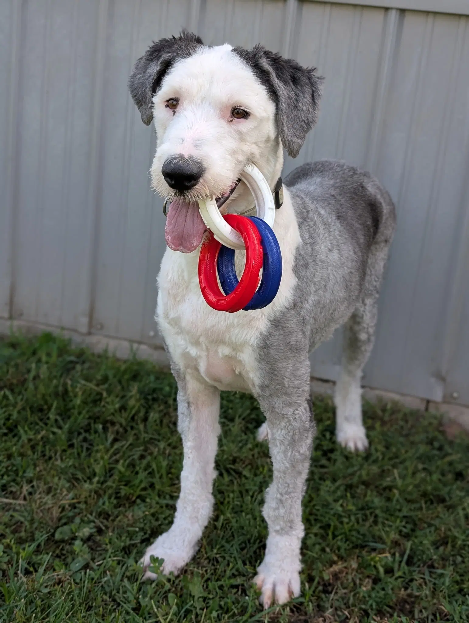 Maxwell - English Sheepdog