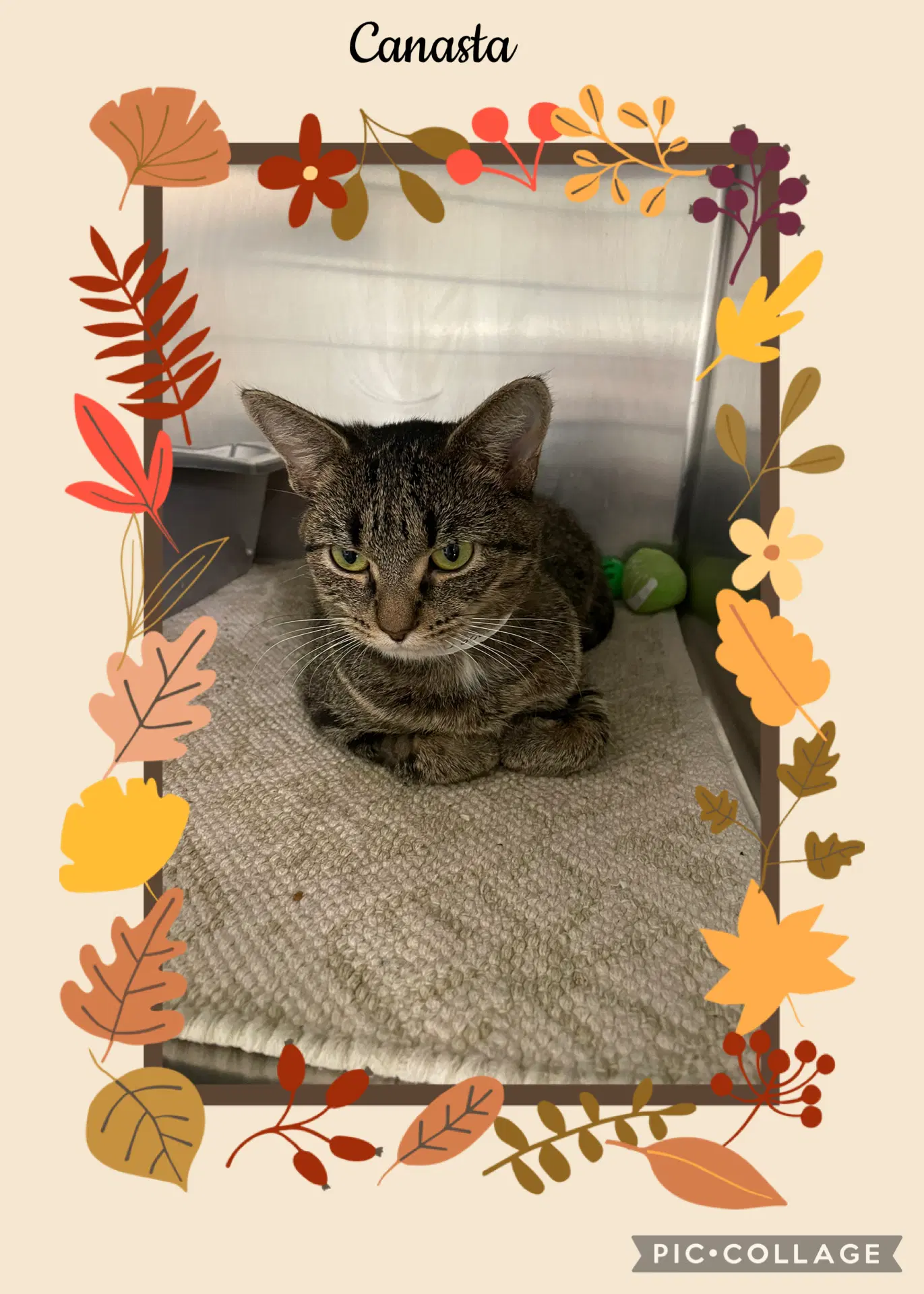 Canasta - Domestic Short Hair
