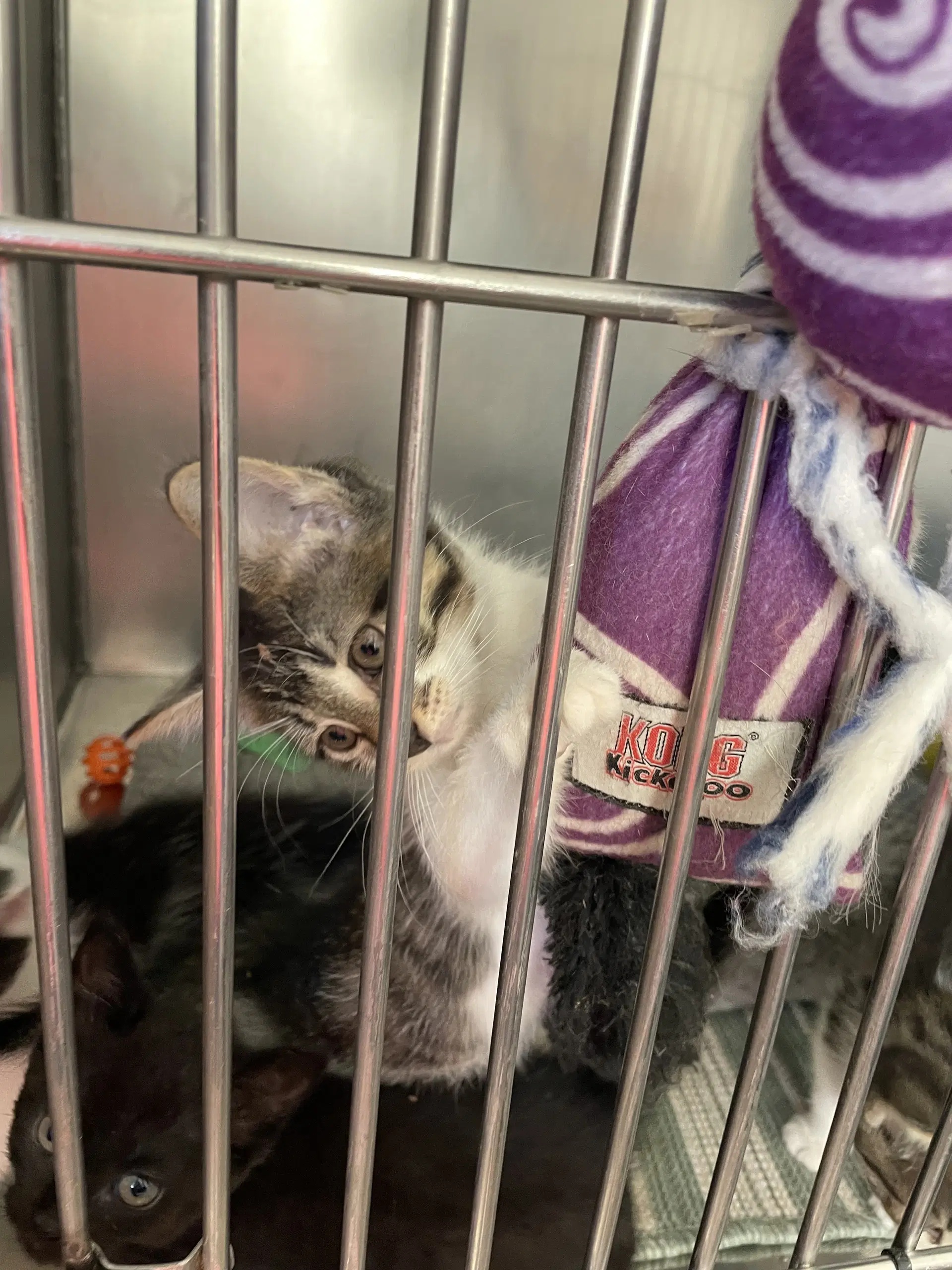 Canasta Kitten- Diamonds - Domestic Short Hair
