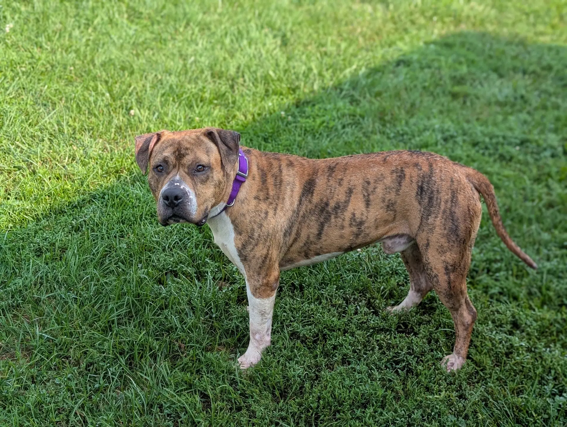 Romeo - American Pit Bull Terrier