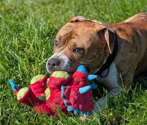 picture of the dog needing adoption