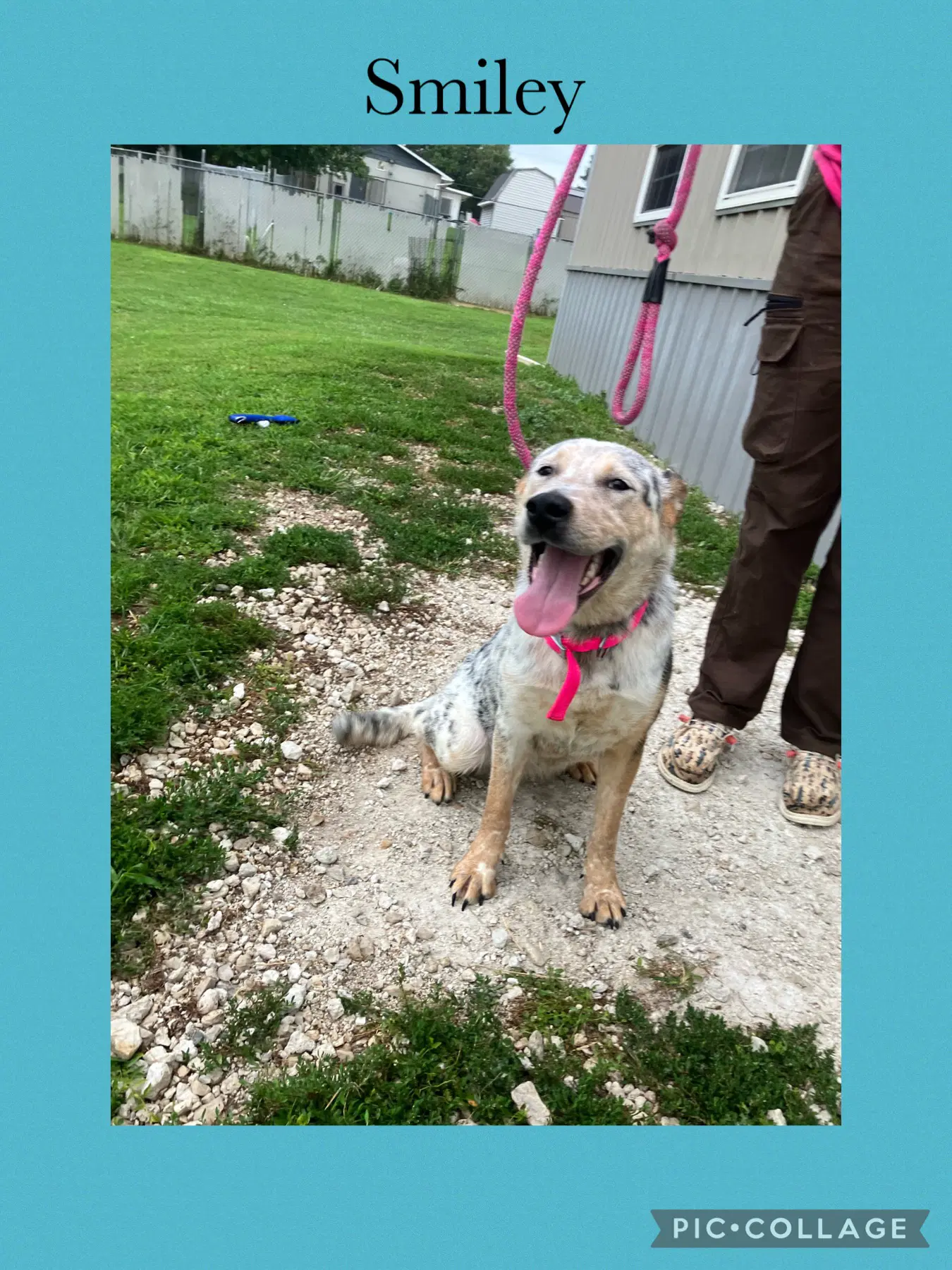 Smiley - Australian Cattle Dog/Blue Heeler