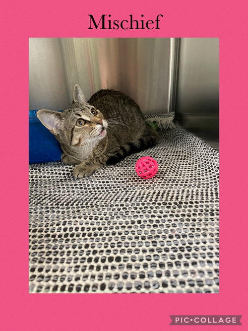 Mischief, a cat for adoption from Henry County Humane Society - Kewanee Chapter