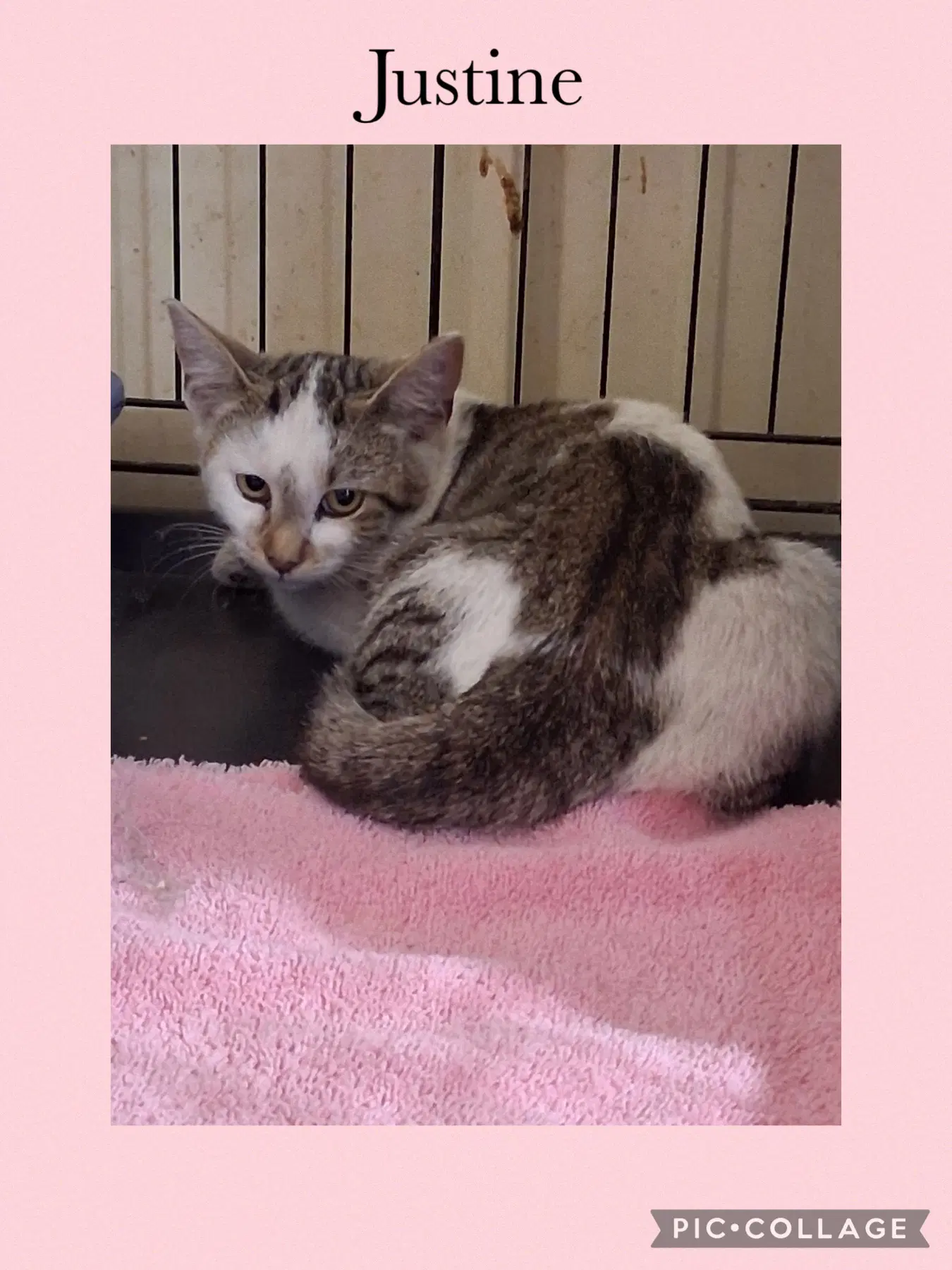 Justine - Domestic Short Hair