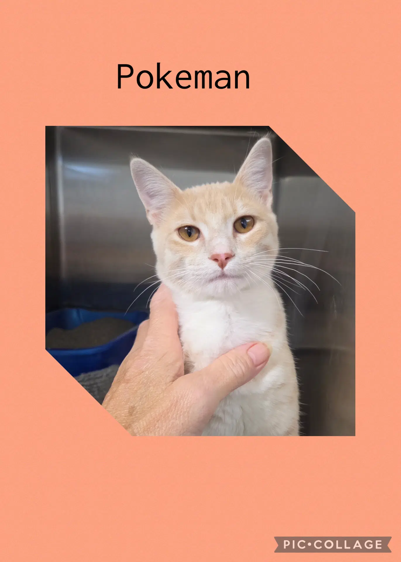 Pokeman - Domestic Short Hair
