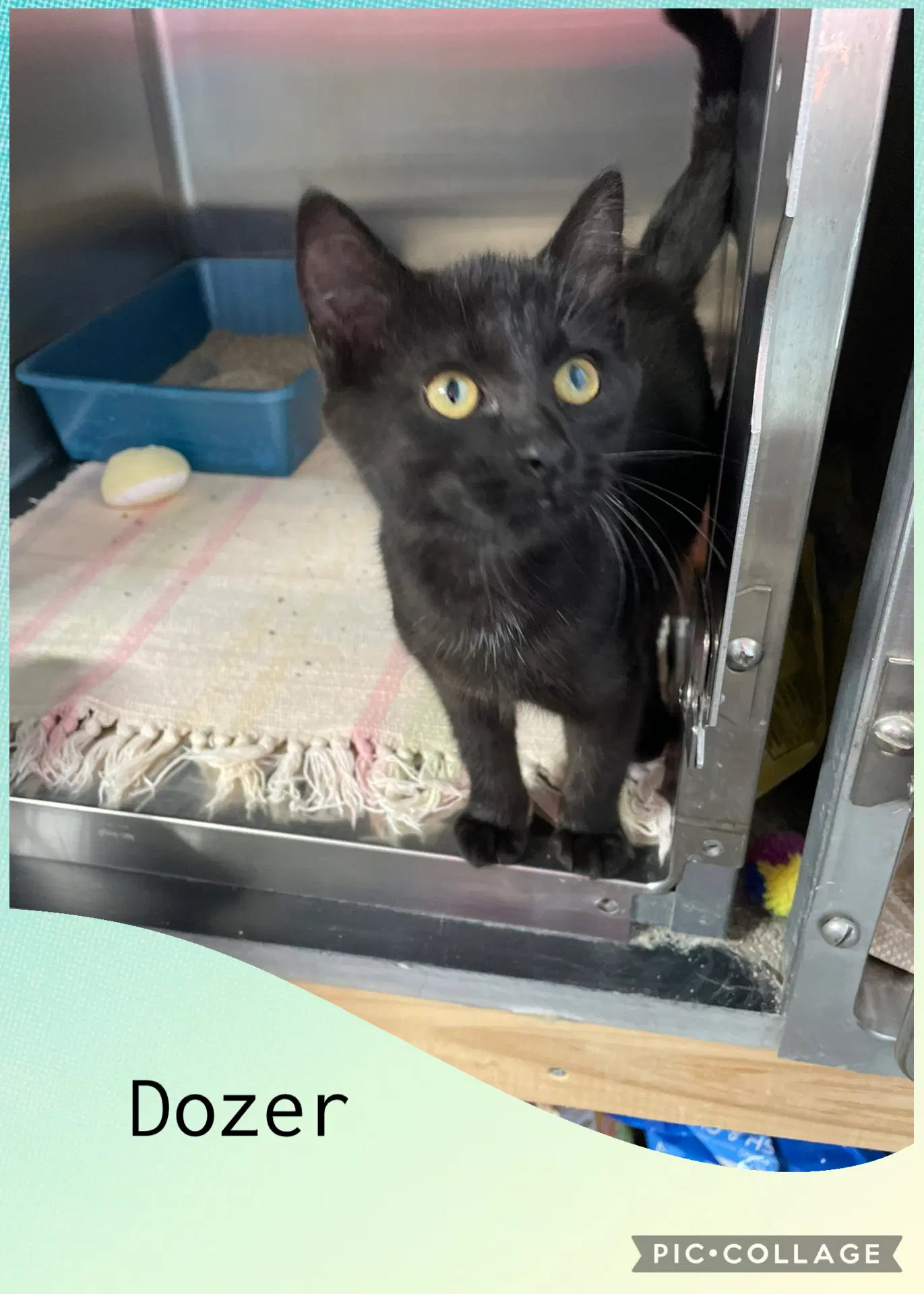 Dozer - Domestic Short Hair