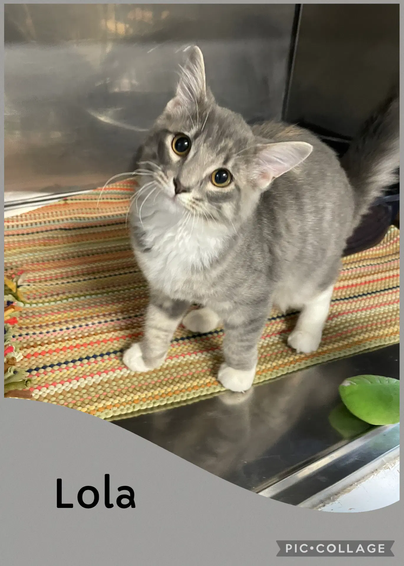 Lola - Domestic Long Hair