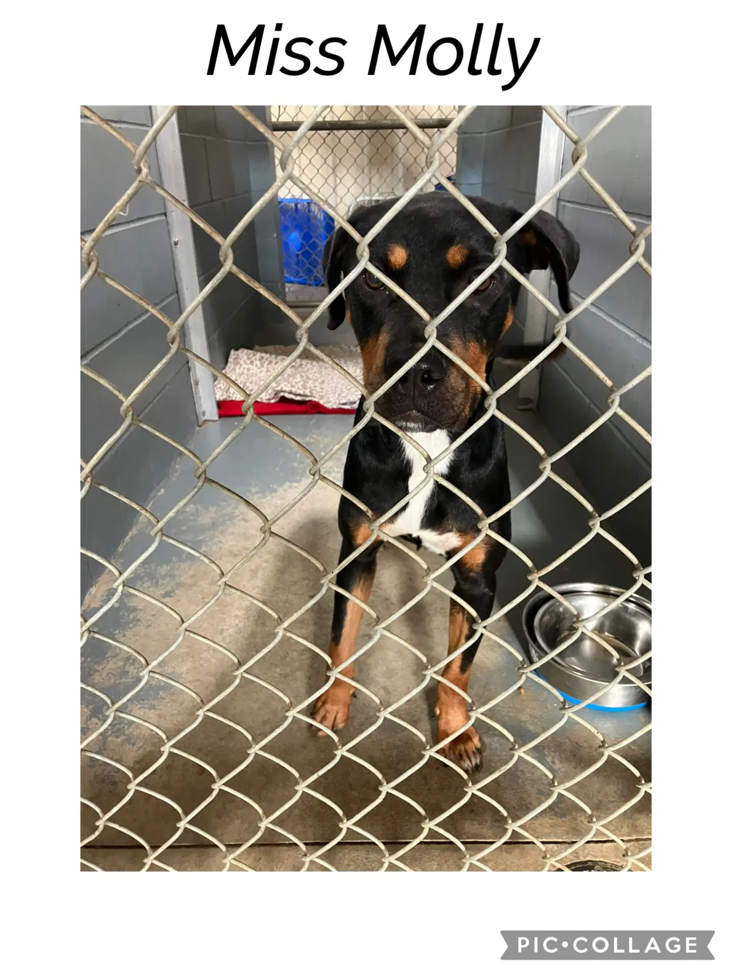 Miss Molly - Rottweiler