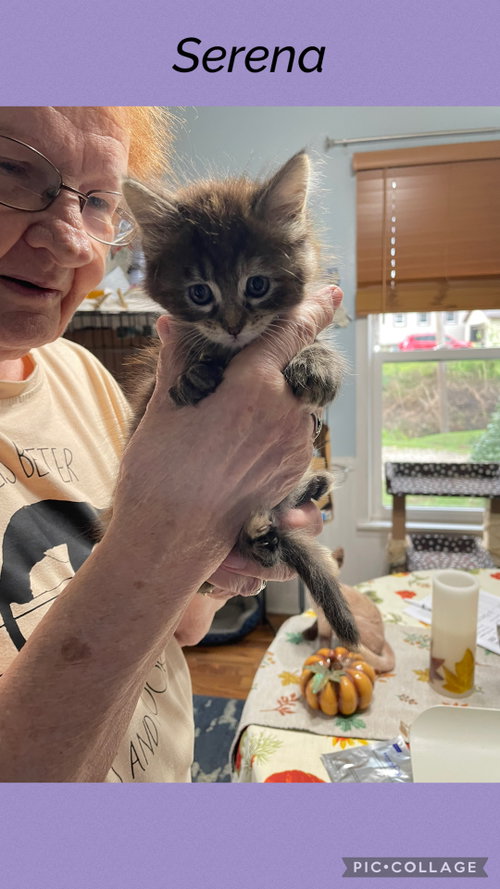 Charlene- Serena, a cat for adoption from Henry County Humane Society - Kewanee Chapter