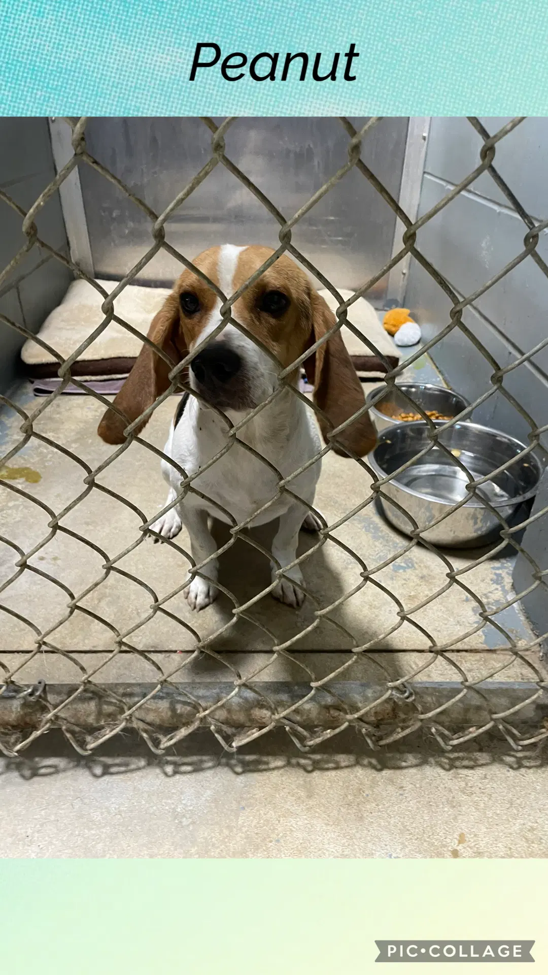 Peanut - Beagle