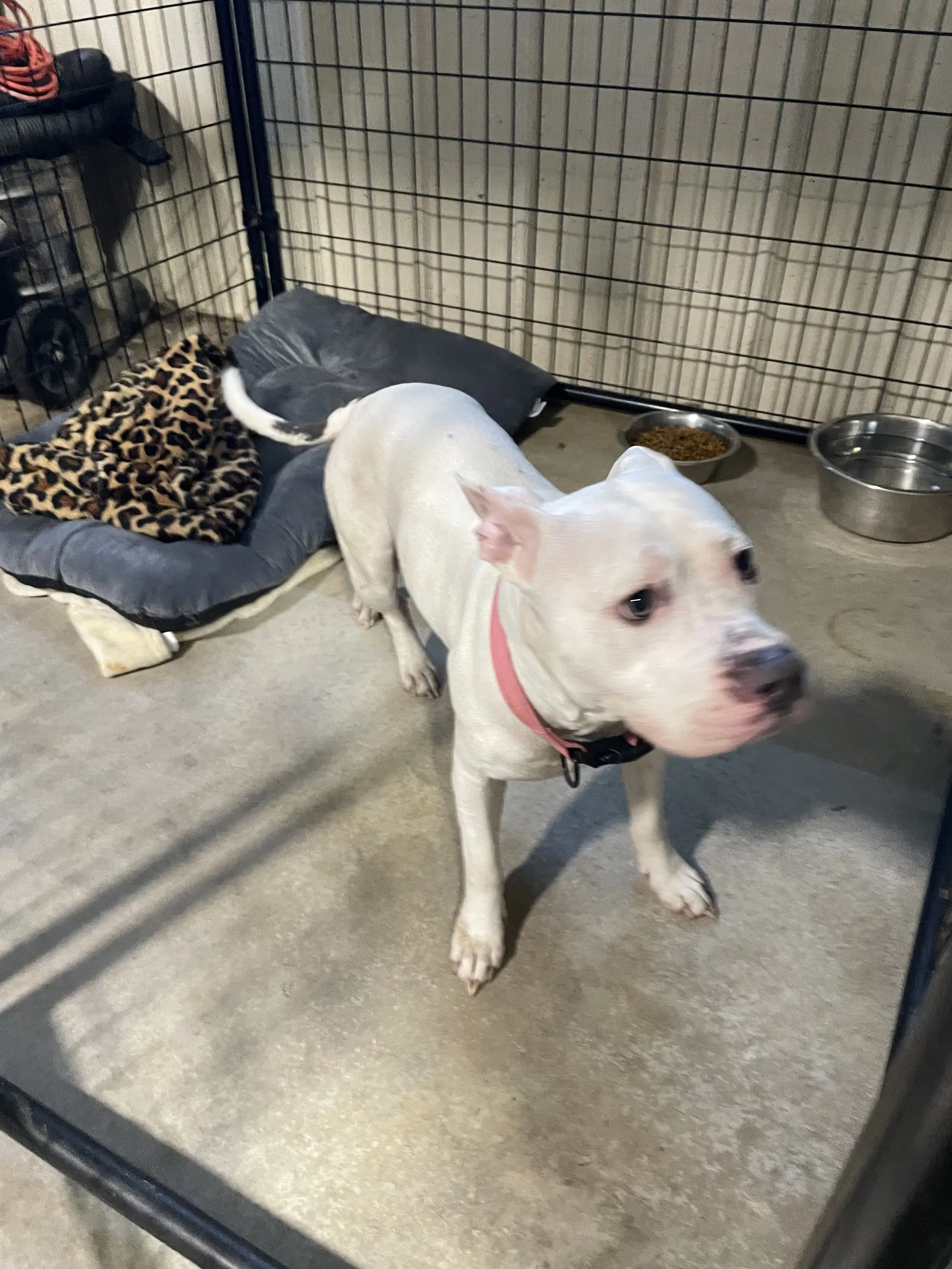 Sophie - American Pit Bull Terrier