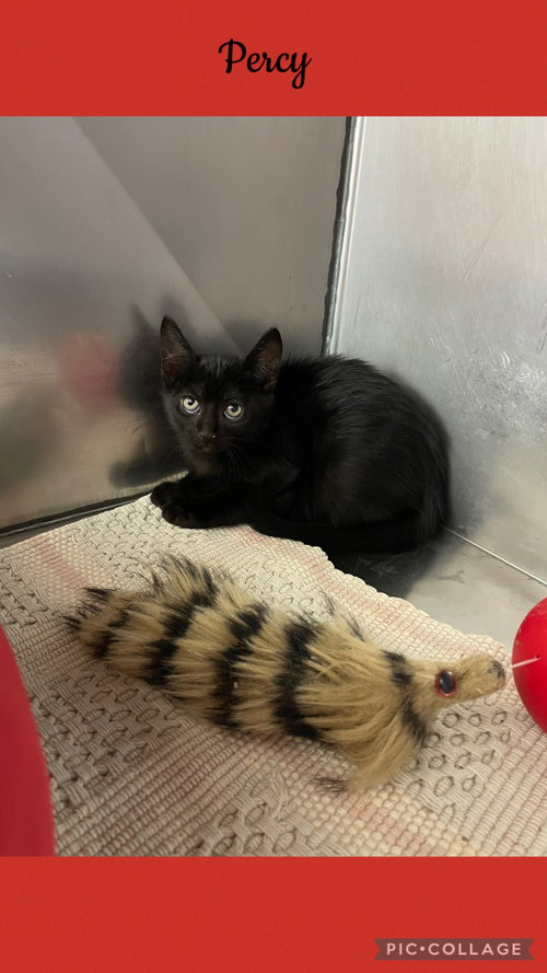 Percy, a cat for adoption from Henry County Humane Society - Kewanee Chapter