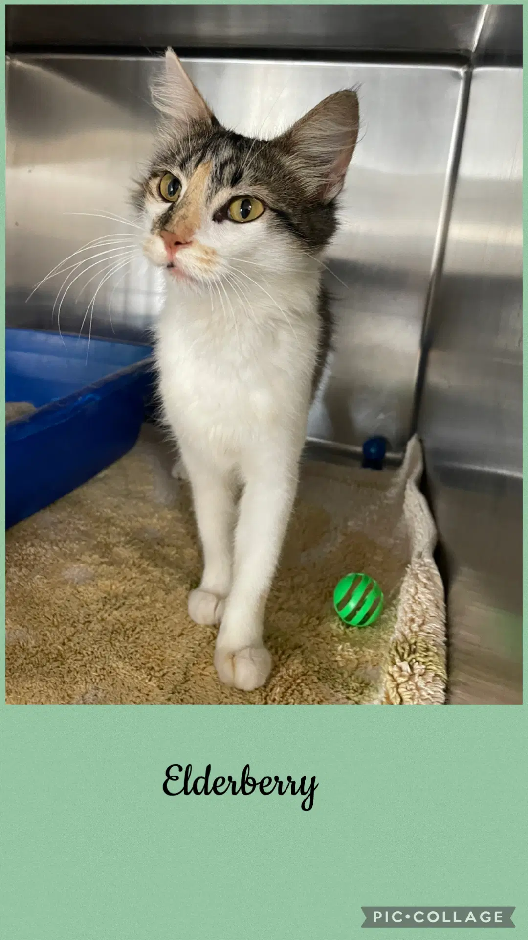Berry- Elderberry - Domestic Short Hair
