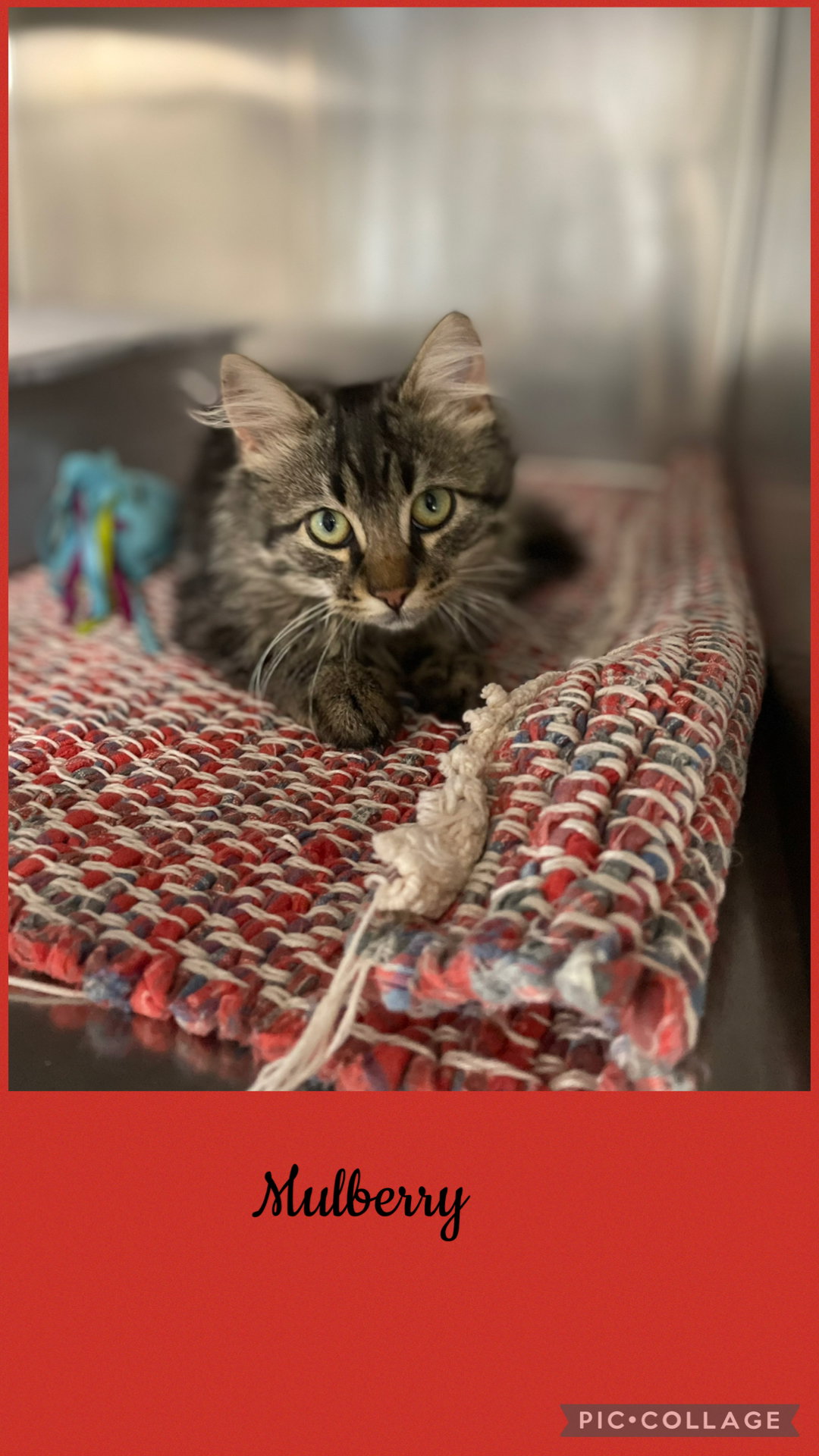 Berry- Mulberry, Domestic Long Hair