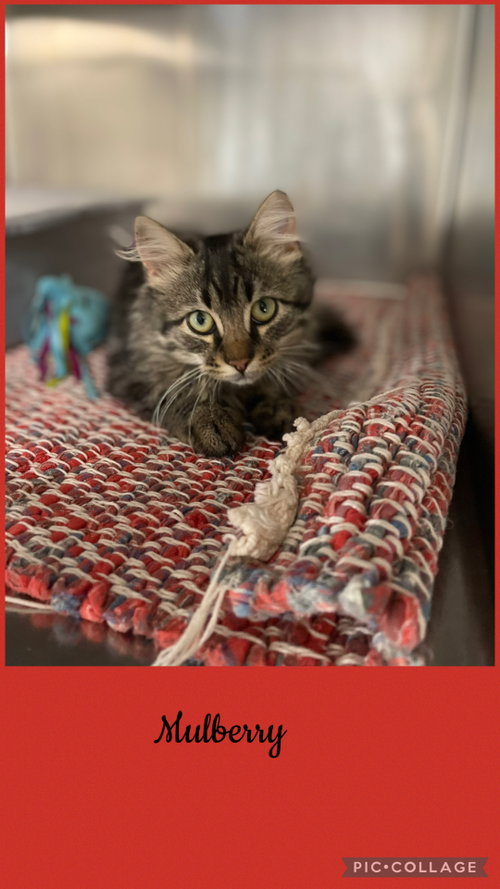 Berry- Mulberry, a cat for adoption from Henry County Humane Society - Kewanee Chapter