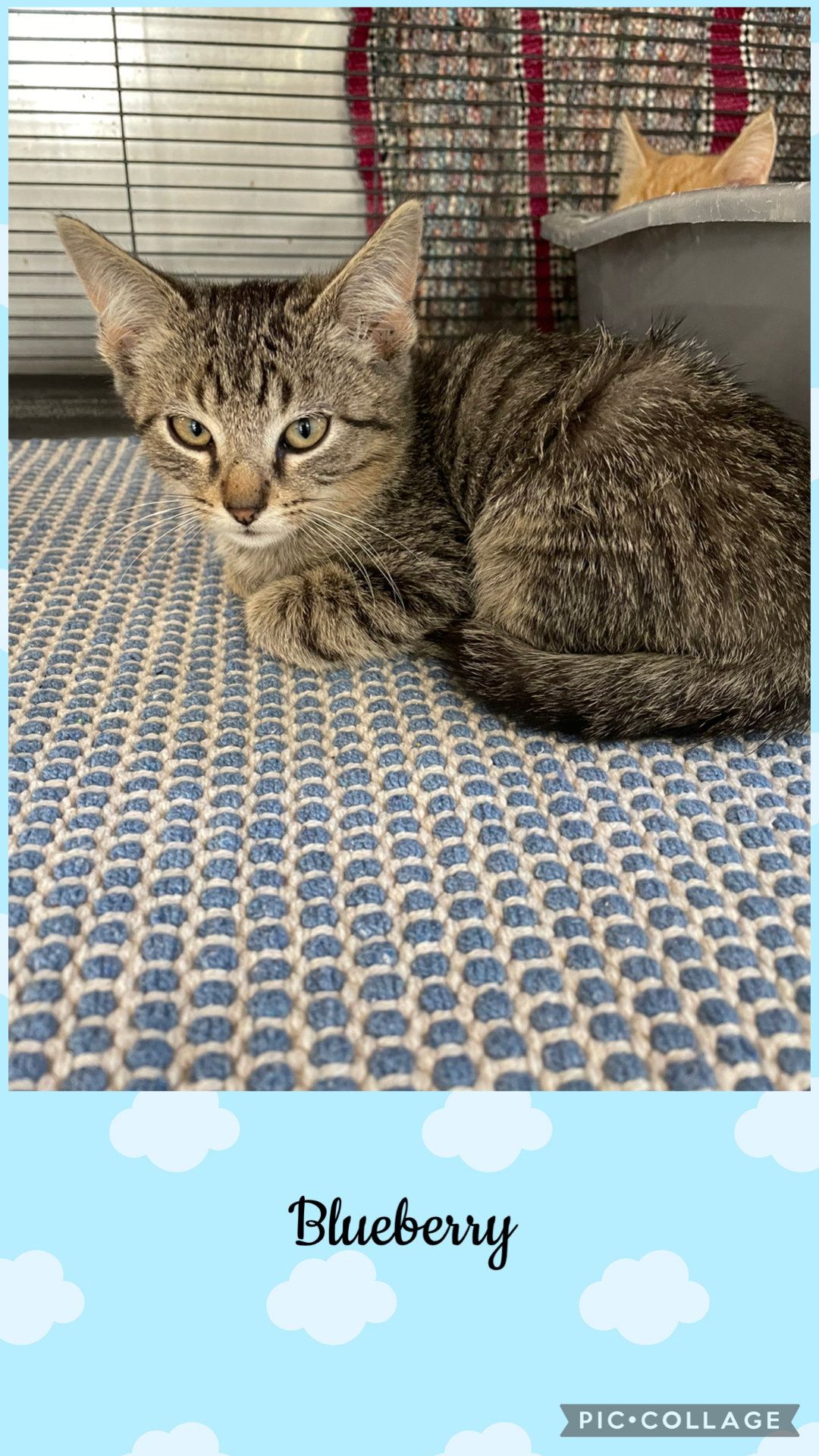 Berry litter- Blueberry, Domestic Short Hair