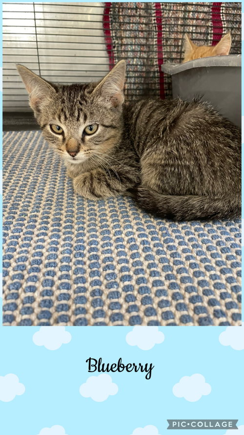 Berry litter- Blueberry, a cat for adoption from Henry County Humane Society - Kewanee Chapter